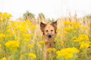 Illustration de l'article : 14 magnifiques photos de Tofu, chienne traumatisée que rien n'apaise autant que les fleurs