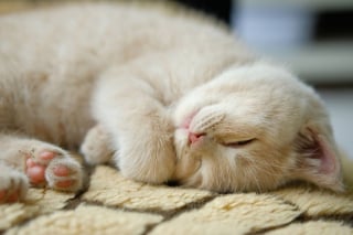Illustration de l'article : 11 jolies robes de chats à (re)découvrir absolument !