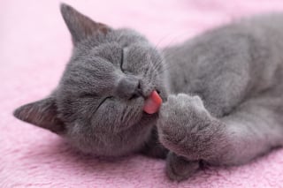 Illustration de l'article : 11 jolies robes de chats à (re)découvrir absolument !