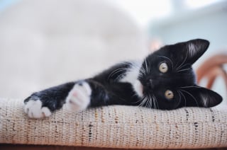 Illustration de l'article : 11 jolies robes de chats à (re)découvrir absolument !