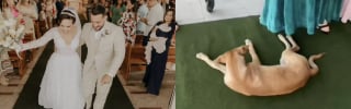 Illustration de l'article : Un chien errant boiteux s'invite à un mariage, le couple prend une décision inattendue à son sujet