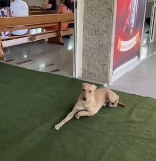 Illustration de l'article : Un chien errant boiteux s'invite à un mariage, le couple prend une décision inattendue à son sujet
