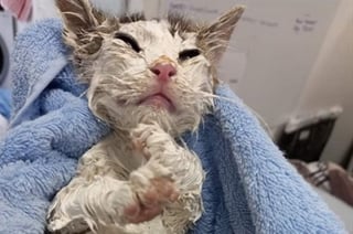 Illustration de l'article : Un chaton retrouvé avec la fourrure collée par de la peinture suite à un acte horrible de cruauté