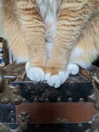 Illustration de l'article : 20 photos prouvant que le charme des chats réside aussi dans leurs pattes