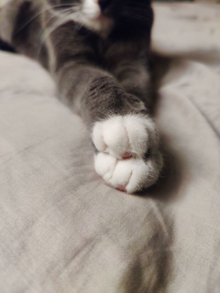Illustration de l'article : 20 photos prouvant que le charme des chats réside aussi dans leurs pattes