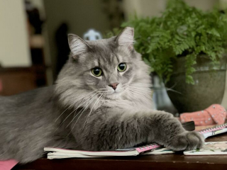 Illustration de l'article : 20 photos prouvant que le charme des chats réside aussi dans leurs pattes