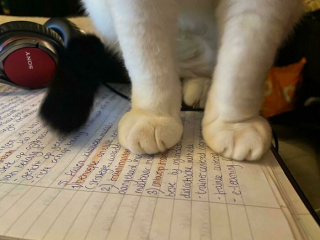 Illustration de l'article : 20 photos prouvant que le charme des chats réside aussi dans leurs pattes