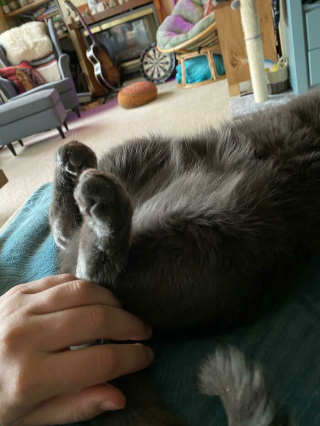 Illustration de l'article : 20 photos prouvant que le charme des chats réside aussi dans leurs pattes