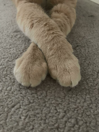 Illustration de l'article : 20 photos prouvant que le charme des chats réside aussi dans leurs pattes