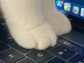 Illustration de l'article : 20 photos prouvant que le charme des chats réside aussi dans leurs pattes
