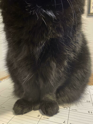 Illustration de l'article : 20 photos prouvant que le charme des chats réside aussi dans leurs pattes