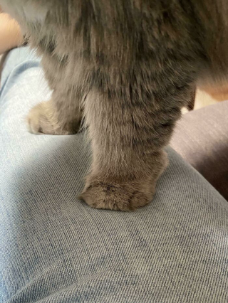 Illustration de l'article : 20 photos prouvant que le charme des chats réside aussi dans leurs pattes