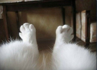 Illustration de l'article : 20 photos prouvant que le charme des chats réside aussi dans leurs pattes