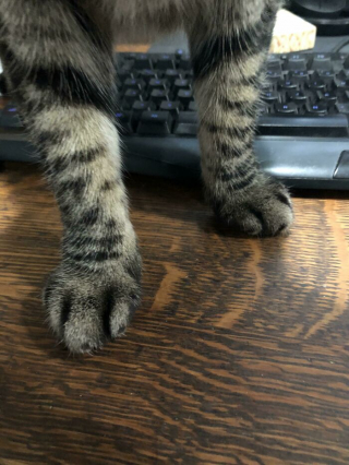 Illustration de l'article : 20 photos prouvant que le charme des chats réside aussi dans leurs pattes