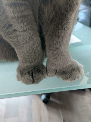 Illustration de l'article : 20 photos prouvant que le charme des chats réside aussi dans leurs pattes