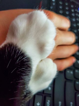 Illustration de l'article : 20 photos prouvant que le charme des chats réside aussi dans leurs pattes
