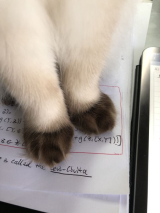Illustration de l'article : 20 photos prouvant que le charme des chats réside aussi dans leurs pattes
