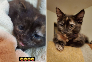 Illustration de l'article : 20 photos touchantes de chats totalement transformés par leur adoption