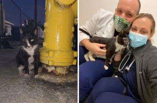 Illustration de l'article : 20 photos touchantes de chats totalement transformés par leur adoption