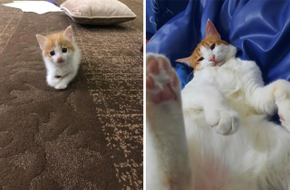 Illustration de l'article : 20 photos touchantes de chats totalement transformés par leur adoption