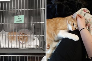 Illustration de l'article : 20 photos touchantes de chats totalement transformés par leur adoption