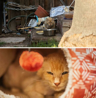 Illustration de l'article : 20 photos touchantes de chats totalement transformés par leur adoption
