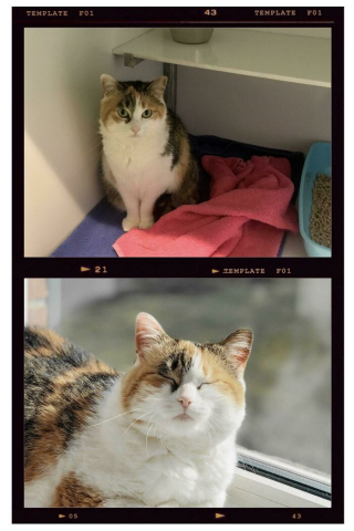 Illustration de l'article : 20 photos touchantes de chats totalement transformés par leur adoption