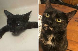 Illustration de l'article : 20 photos touchantes de chats totalement transformés par leur adoption