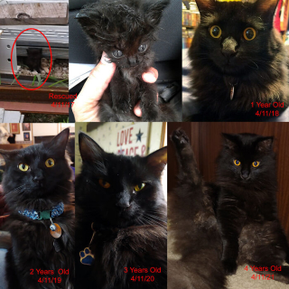 Illustration de l'article : 20 photos touchantes de chats totalement transformés par leur adoption