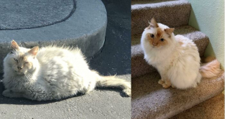 Illustration de l'article : 20 photos touchantes de chats totalement transformés par leur adoption