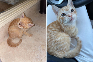Illustration de l'article : 20 photos touchantes de chats totalement transformés par leur adoption