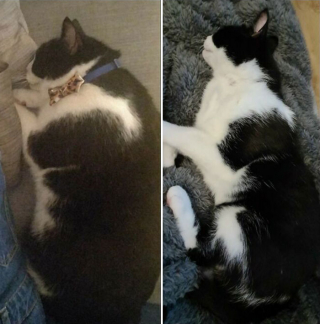 Illustration de l'article : 20 photos touchantes de chats totalement transformés par leur adoption