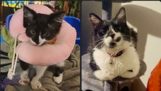 Illustration de l'article : 20 photos touchantes de chats totalement transformés par leur adoption