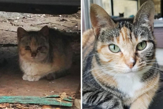 Illustration de l'article : 20 photos touchantes de chats totalement transformés par leur adoption