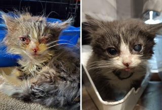 Illustration de l'article : 20 photos touchantes de chats totalement transformés par leur adoption