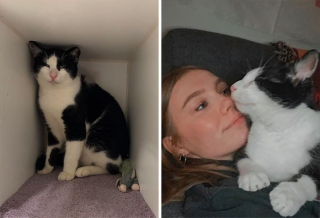 Illustration de l'article : 20 photos touchantes de chats totalement transformés par leur adoption