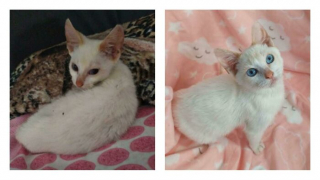 Illustration de l'article : 20 photos touchantes de chats totalement transformés par leur adoption
