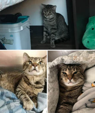 Illustration de l'article : 20 photos touchantes de chats totalement transformés par leur adoption