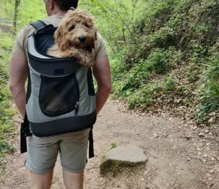 Illustration de l'article : 20 chiens confortablement installés dans leur sac et fin prêts pour la rando