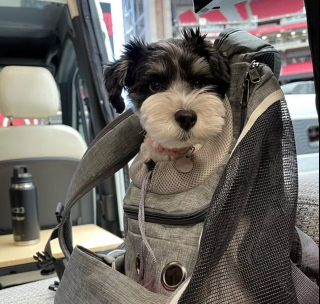 Illustration de l'article : 20 chiens confortablement installés dans leur sac et fin prêts pour la rando