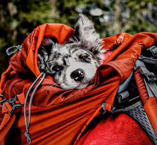 Illustration de l'article : 20 chiens confortablement installés dans leur sac et fin prêts pour la rando
