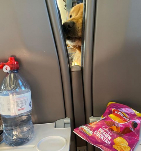 La vaine mais hilarante tentative de ce Golden Retriever d'attraper des