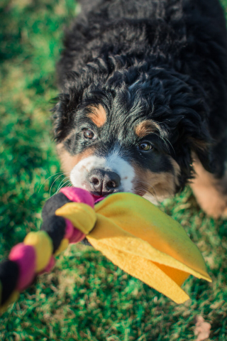 Illustration de l'article : 20 photos d'un Bouvier Bernois prises pendant 4 ans et montrant l'évolution de ce magnifique chien