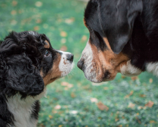 Illustration de l'article : 20 photos d'un Bouvier Bernois prises pendant 4 ans et montrant l'évolution de ce magnifique chien