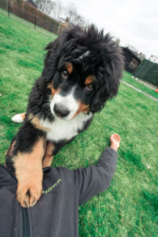 Illustration de l'article : 20 photos d'un Bouvier Bernois prises pendant 4 ans et montrant l'évolution de ce magnifique chien