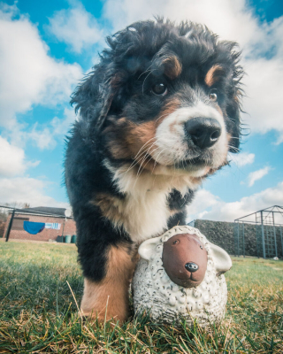 Illustration de l'article : 20 photos d'un Bouvier Bernois prises pendant 4 ans et montrant l'évolution de ce magnifique chien