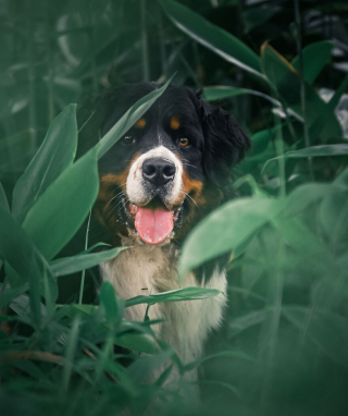 Illustration de l'article : 20 photos d'un Bouvier Bernois prises pendant 4 ans et montrant l'évolution de ce magnifique chien
