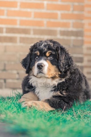 Illustration de l'article : 20 photos d'un Bouvier Bernois prises pendant 4 ans et montrant l'évolution de ce magnifique chien