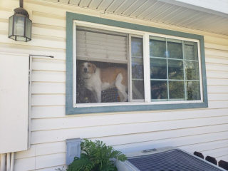 Illustration de l'article : 20 photos hilarantes de chiens qui ont un bug