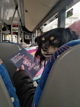 Illustration de l'article : 20 photos hilarantes de chiens qui ont un bug